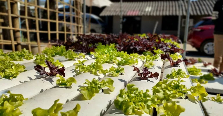 découvrez l'aquaponie, une méthode durable combinant aquaculture et culture hydroponique pour produire des aliments frais tout en préservant l'environnement.