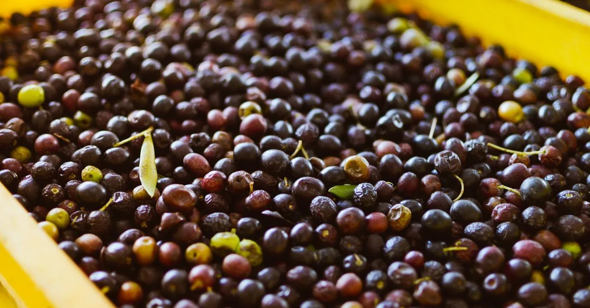 découvrez la qualité exceptionnelle de notre huile d'olive artisanale, produite avec soin pour garantir authenticité et saveur naturelle.