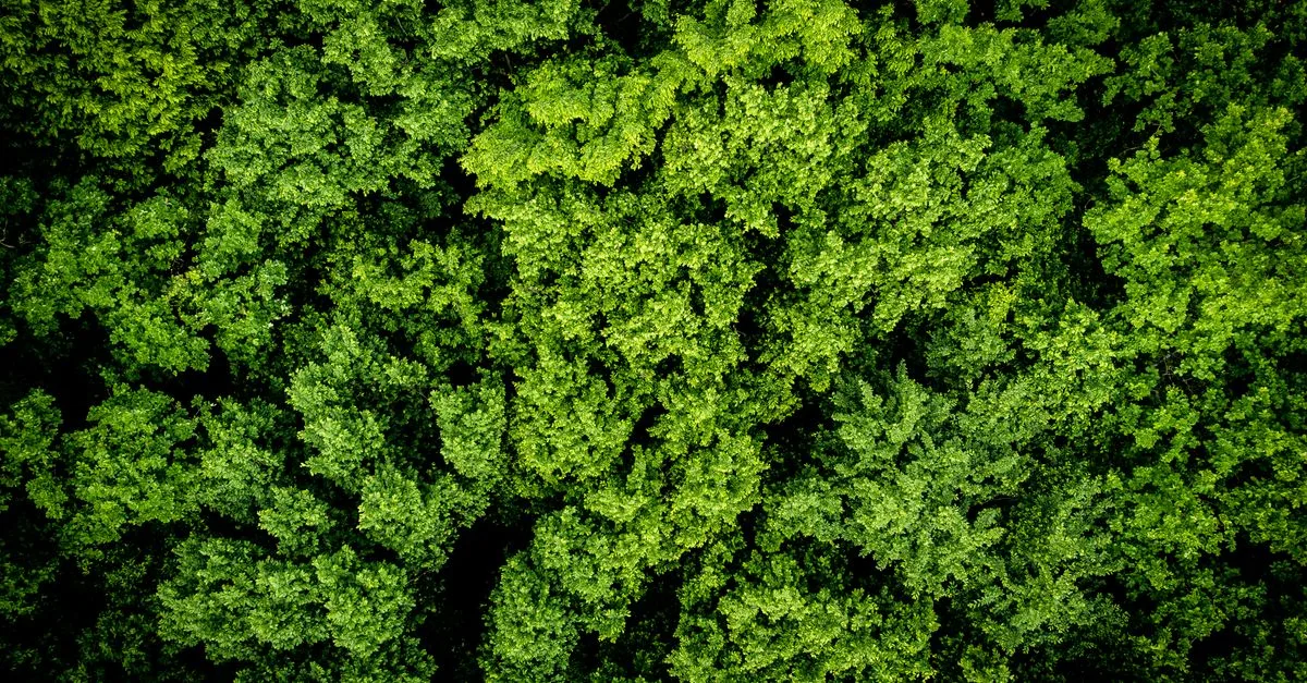 découvrez les régulations environnementales essentielles pour protéger notre planète, assurer la conformité légale et promouvoir un développement durable.