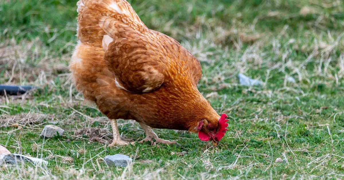 découvrez comment assurer la fermeté et la qualité de la volaille d'élevage pour optimiser votre production agricole.