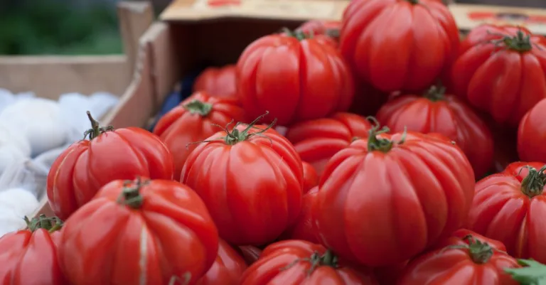 découvrez les légumes patrimoniaux : des variétés anciennes et savoureuses qui préservent la biodiversité et le goût authentique de nos jardins.