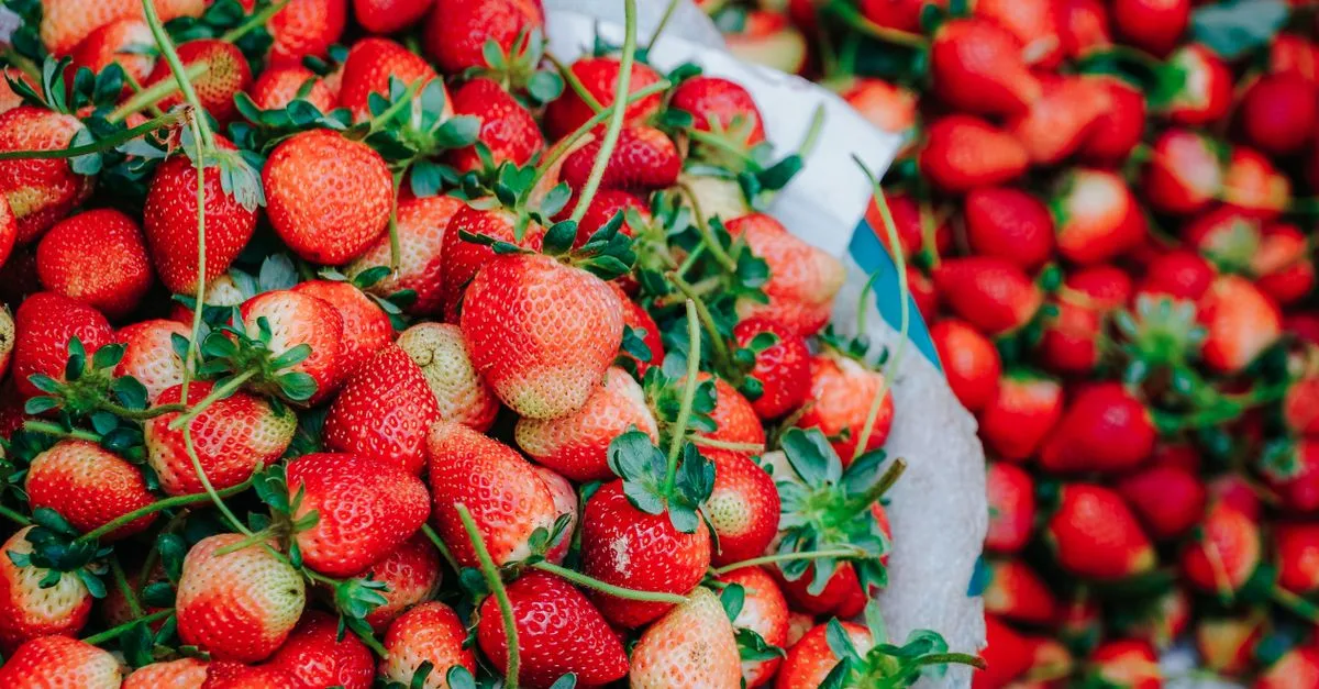 découvrez tout sur les fraises : leurs bienfaits, variétés, astuces de culture et recettes gourmandes pour profiter pleinement de ce fruit délicieux.