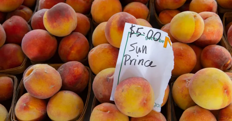découvrez les marchés fermiers d'été pour des produits frais, locaux et de saison. savourez les fruits, légumes et spécialités artisanales près de chez vous.