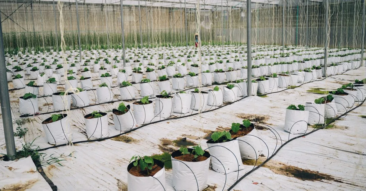 découvrez les principes et pratiques de l'agriculture durable pour préserver l'environnement, favoriser la biodiversité et assurer une production agricole responsable.