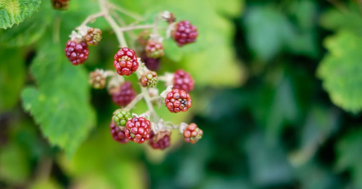 découvrez nos solutions locales pour le mûrissement naturel des fruits, garantissant fraîcheur et qualité optimale près de chez vous.