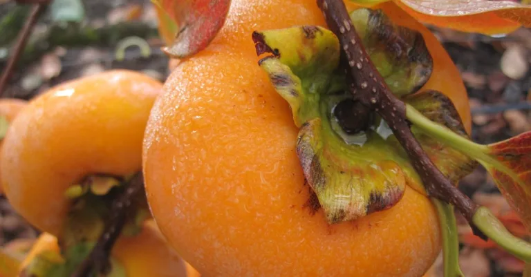 découvrez nos solutions locales de maturation des fruits pour garantir une fraîcheur optimale et un goût parfait directement chez vous.