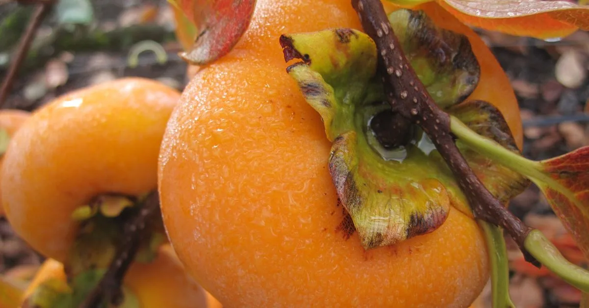 découvrez nos solutions locales de maturation des fruits pour garantir une fraîcheur optimale et un goût parfait directement chez vous.