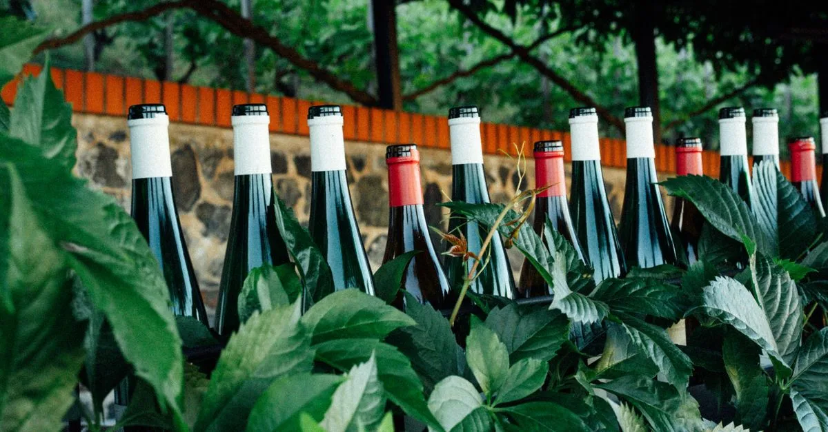 découvrez le monde des vins naturels : des vins authentiques, produits sans additifs ni interventions chimiques, reflétant la pureté du terroir et la passion des vignerons.