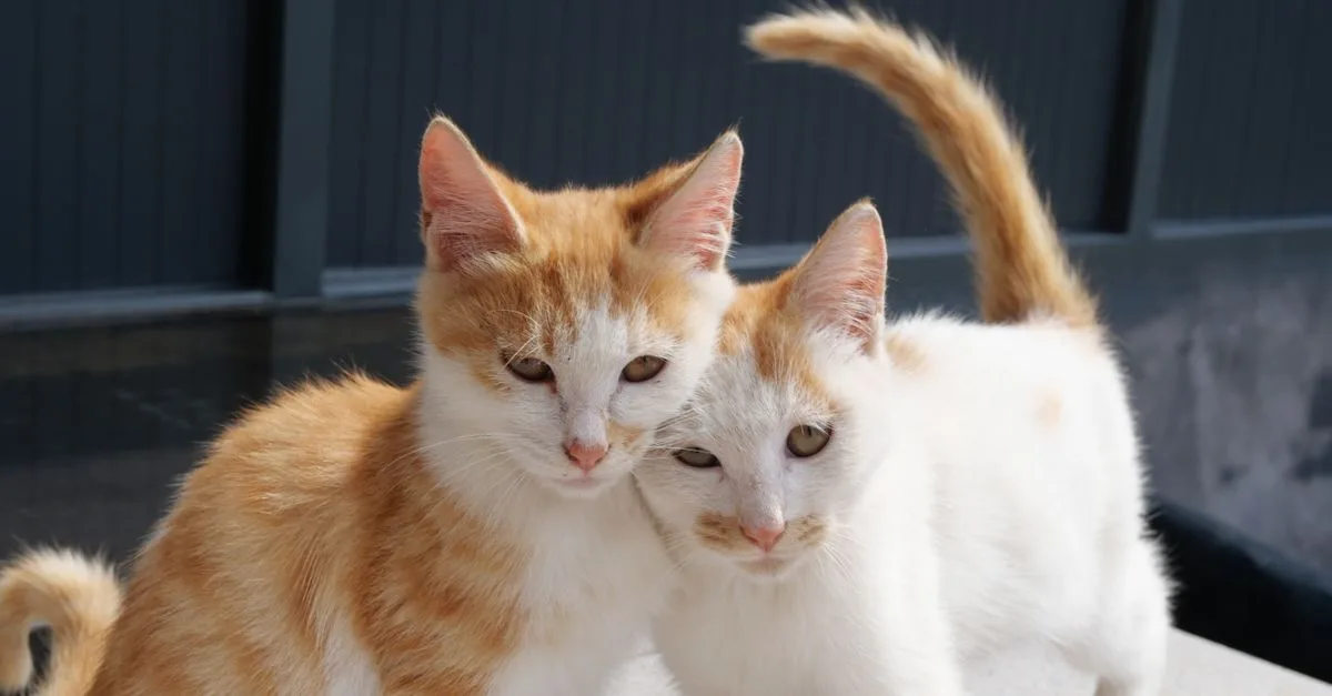 découvrez des conseils pratiques pour une coexistence harmonieuse avec votre chat et améliorez votre relation au quotidien.