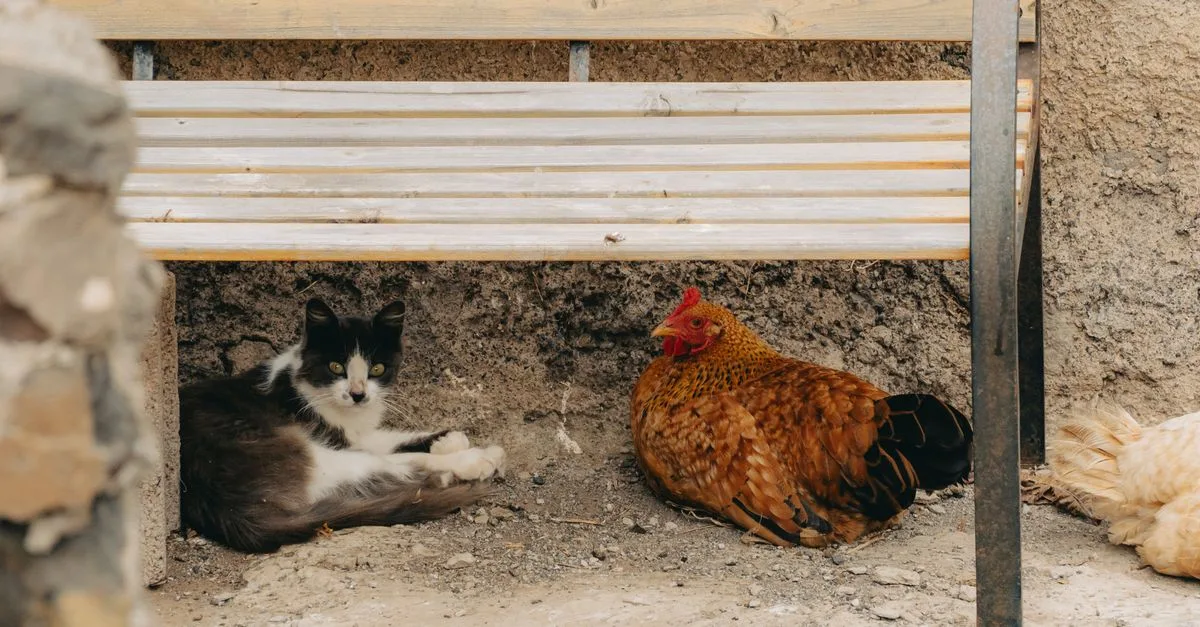 conseils pour une coexistence harmonieuse avec votre chat : astuces pour vivre sereinement ensemble, favoriser le bien-être félin et éviter les conflits.