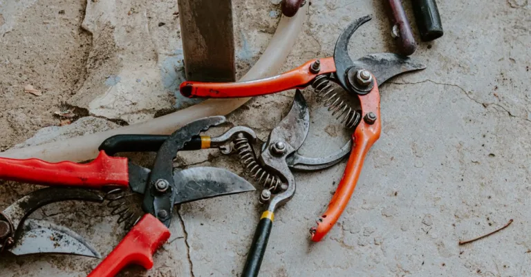 découvrez nos conseils et techniques de taille pour entretenir vos arbres et arbustes, favoriser leur croissance et améliorer leur santé.