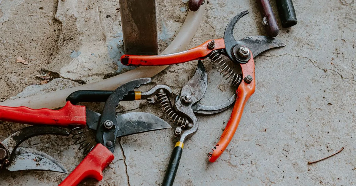 découvrez nos conseils et techniques de taille pour entretenir vos arbres et arbustes, favoriser leur croissance et améliorer leur santé.